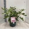 Ficus car. Little Miss Figgy Pot 7,5 liter 35-40cm