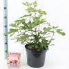 Ficus car. Little Miss Figgy Pot 7,5 liter 35-40cm