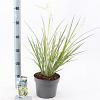 Chlorophytum saunders. 'Starlight' Pot 3 Liter 40 - 50 cm