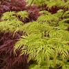 Acer pal. 'Emerald Lace' Pot 180 liter 200 - 250 cm