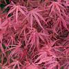 Acer pal. 'Tamukeyama' Pot 3 liter 25-30cm