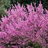Cercis canadensis Pot 180 liter 350 - 400 cm