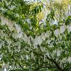 Davidia involucrata Pot 180 liter 200 - 250 cm