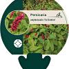 Persicaria a. 'Fat Domino' Pot 9 cm