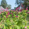 Persicaria a. 'Fat Domino' Pot 9 cm
