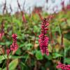 Persicaria a. 'Inverleith' Pot 9 cm