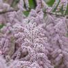 Tamarix ramosissima Pot 180 liter 400 - 450 cm
