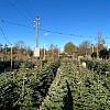 Abies nordmanniana Pot 285 Liter 300 - 350 CM