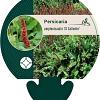 Persicaria a. 'JS Caliente' Pot 9 cm