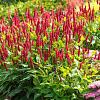 Persicaria a. 'JS Caliente' Pot 9 cm