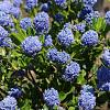 Ceanothus impressus 'Victoria' Pot 10 liter