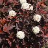 Physocarpus opulif. 'Diabolo' Pot 3 Liter 