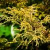 Chamaecyparis p. 'Sungold' Pot 20 liter 60 - 70 cm