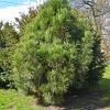 Pinus nigra 'Hornibrookiana' Pot 110 liter 125 - 150 cm Meerstammig