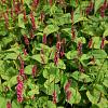 Persicaria a. 'Rosea' Pot 9 cm