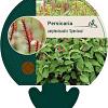 Persicaria a. 'Speciosa' Pot 9 cm