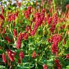 Persicaria a. 'Speciosa' Pot 9 cm