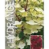 Hydrangea pan. 'Wim's Red' Pot 10 liter Stam 100 cm