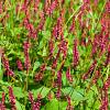 Persicaria a. 'Taurus' Pot 9 cm