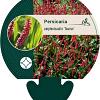Persicaria a. 'Taurus' Pot 9 cm