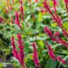 Persicaria a. 'Taurus' Pot 9 cm