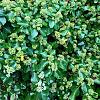 Hedera hel. 'Arborescens' Pot 2 Liter