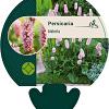 Persicaria bistorta Pot 9 cm