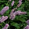 Persicaria bistorta Pot 9 cm
