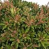 Pieris jap. 'Sarabande' Pot 3 Liter 