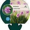 Armeria mar. 'Rosea' Pot 9 cm