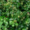 Hedera hib. 'Arbori Compact' Pot 2 Liter