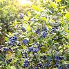 Vaccinium c. 'Brigitta Blue' Pot 3 Liter 