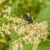 Persicaria polymorpha Pot 9 cm