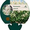 Persicaria polymorpha Pot 9 cm