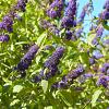 Buddleja d. 'Empire Blue' Pot 7,5 Liter 