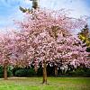 Prunus subh. 'Autumnalis Rosea' Pot 10 liter 125 - 150 cm