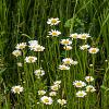 Leucanthemum (S) 'Dwarf Snow Lady' Pot 9 cm