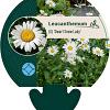 Leucanthemum (S) 'Dwarf Snow Lady' Pot 9 cm