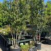 Quercus ilex Pot 180 liter 400 - 450 cm Meerstammig