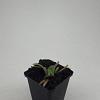 Phlomis russeliana Pot 9 cm