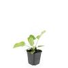 Phlomis russeliana Pot 9 cm