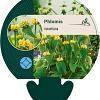 Phlomis russeliana Pot 9 cm