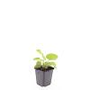 Phlomis russeliana Pot 9 cm