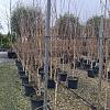 Betula utilis jacquemontii Pot 30 Liter 250 - 300 cm