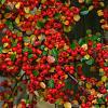 Cotoneaster horizontalis Pot 9 Liter Laagstam