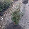 Elaeagnus ebb. 'Compacta' Pot 9 Liter 