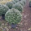 Elaeagnus ebb. 'Compacta' 40 - 50 cm Bolvorm
