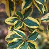 Elaeagnus ebb. 'Viveleg' 50 - 60 cm Bolvorm