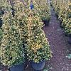 Euonymus jap. 'Aureus' Pot 30 Liter 140 - 150 cm
