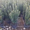 Euonymus jap. 'Benkomasaki' Pot 9 Liter struik